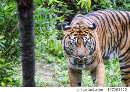仙台市蘇門答臘虎太白區動物園風景 仙台市蘇門答臘虎太白區動物園風景 107263520