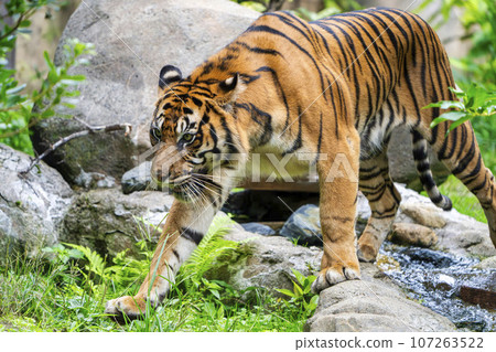仙台市蘇門答臘虎太白區動物園風景 107263522
