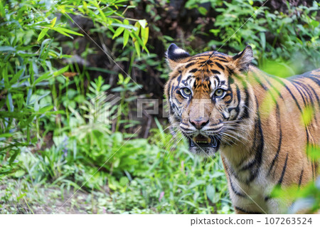 Zoo scenery Sumatran tiger Taihaku-ku, Sendai 107263524