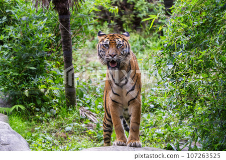 仙台市蘇門答臘虎太白區動物園風景 仙台市蘇門答臘虎太白區動物園風景 107263525