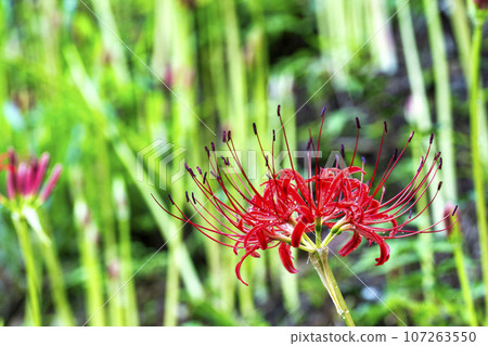 Funaoka Castle Ruins Park after the rain, water drops and red spider lily, Shibata Manjusha Festival, Shibata Town, Miyagi Prefecture Funaoka Castle Ruins Park after the rain, water drops and red spider lily, Shibata Manjusha Festival, Shibata Town, Miyagi Prefecture 107263550