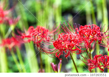 Funaoka Castle Ruins Park after the rain, water drops and red spider lily, Shibata Manjusha Festival, Shibata Town, Miyagi Prefecture 107263551