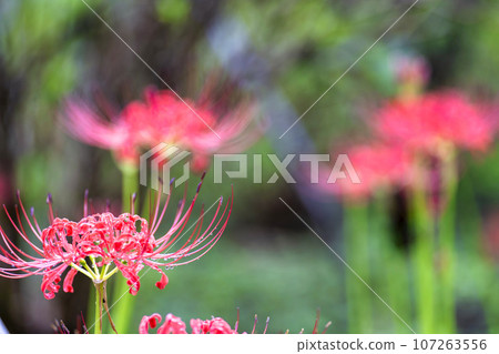 Funaoka Castle Ruins Park after the rain, water drops and red spider lily, Shibata Manjusha Festival, Shibata Town, Miyagi Prefecture Funaoka Castle Ruins Park after the rain, water drops and red spider lily, Shibata Manjusha Festival, Shibata Town, Miyagi Prefecture 107263556