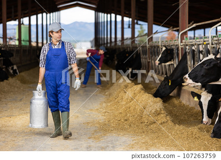 Male farm worker carrying big milk can walking in cowshed on dairy farm Male farm worker carrying big milk can walking in cowshed on dairy farm 107263759