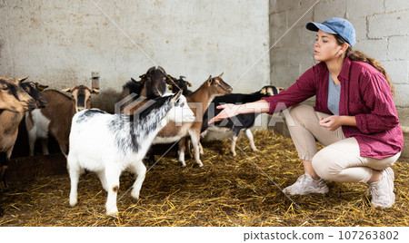 european female farm worker feeding goats european female farm worker feeding goats 107263802
