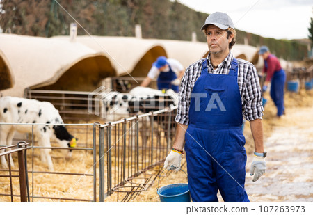 Adult male farmer giving water to calves on farm 107263973