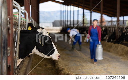 Row of cows standing in stalls on livestock farm eating hay 107264306