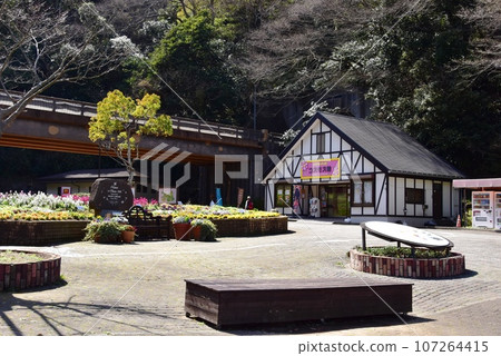 Yokosuka Kurihama Flower Country Cosmos Hall and Flowerbed 107264415