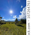 the sun shining on the meadow 107264763