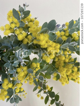 含羞草珍珠金合歡開花 含羞草珍珠金合歡開花 107265139