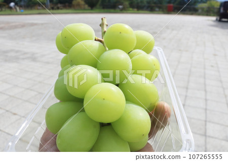 Shine Muscat 107265555