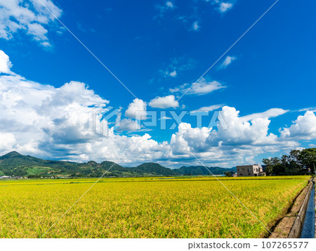 A refreshing midsummer rural scene in Akita, the rice-producing region 107265577