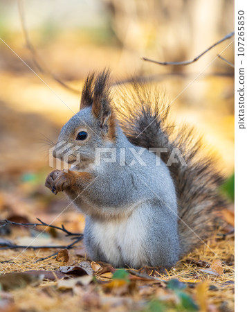 Autumn squirrel with nut sits on green grass with fallen yellow leaves Autumn squirrel with nut sits on green grass with fallen yellow leaves 107265850