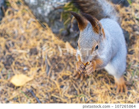 Autumn squirrel with nut sits on green grass with fallen yellow leaves Autumn squirrel with nut sits on green grass with fallen yellow leaves 107265864