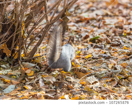 Squirrel in autumn hides nuts on the green grass with fallen yellow leaves Squirrel in autumn hides nuts on the green grass with fallen yellow leaves 107265876