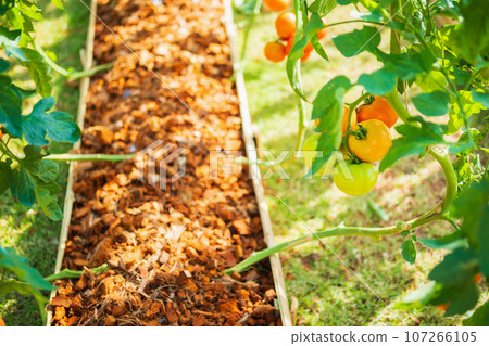 Fresh red ripe tomatoes hanging on the vine plant growing in organic garden 107266105