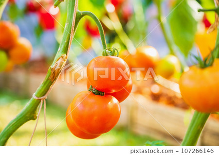Fresh red ripe tomatoes hanging on the vine plant growing in organic garden 107266146