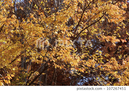 Autumn leaves trees 107267451