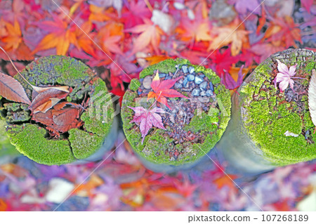 small autumn leaves falling on the ground small autumn leaves falling on the ground 107268189