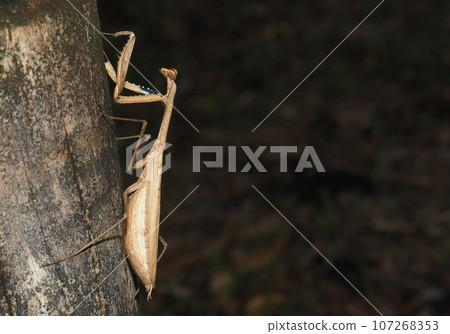 Cockereaches 107268353