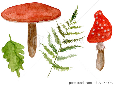 A set of watercolor illustrations of fern leaves, oak leaves, mushrooms, fly agaric. Hand drawn autumn illustration for packaging design, packages 107268379