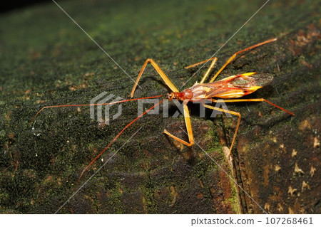 Reduviidae 107268461