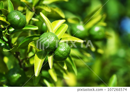 Green Shikuwasa fruit (autumn, September) Green Shikuwasa fruit (autumn, September) 107268574