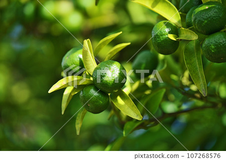 Green Shikuwasa fruit (autumn, September) Green Shikuwasa fruit (autumn, September) 107268576