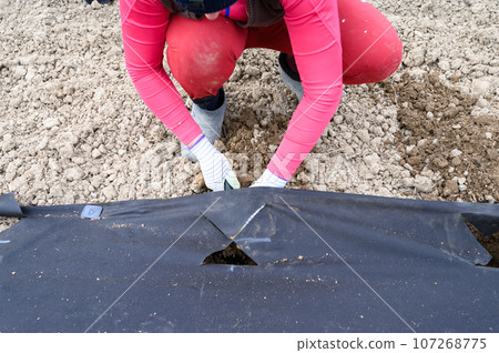 A worker in the field digs a hole under the agrofibre for later planting a plant there. 107268775