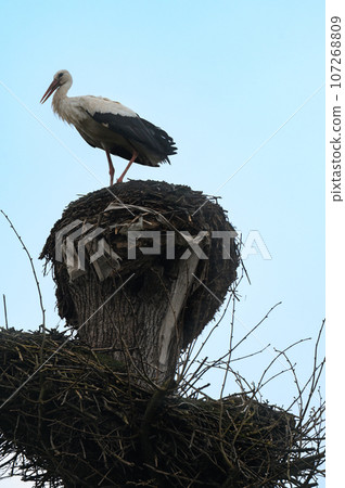 One stork sits on the nest against the background of the sky. One stork sits on the nest against the background of the sky. 107268809