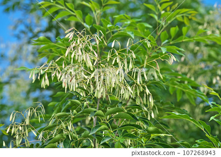 白蠟莓（秋季、九月） 107268943