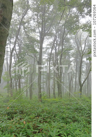Daisen beech forest (drizzle) (vertical composition) 107269364