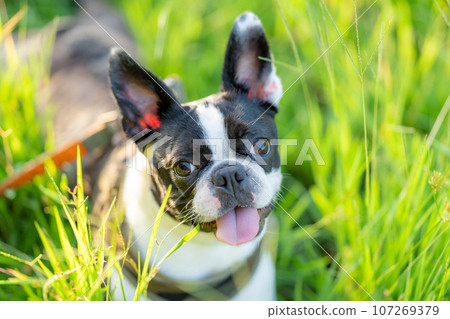 Boston Terrier 107269379