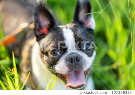 Boston Terrier 107269385