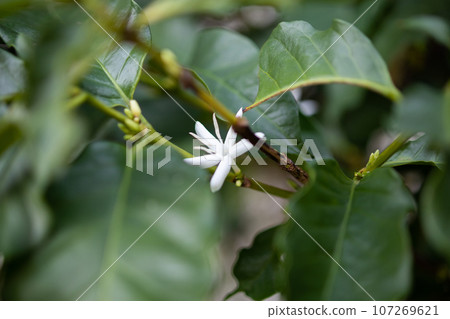 White flower in coffee tree close up White flower in coffee tree close up 107269621