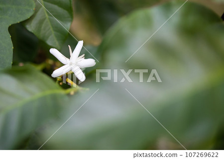 White flower in coffee tree close up 107269622