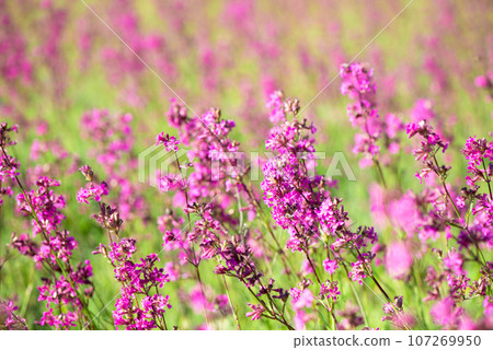 beautiful wildflowers background. summer nature. Ivan tea blooms in a meadow among the forest on a sunny day in June beautiful wildflowers background. summer nature. Ivan tea blooms in a meadow among the forest on a sunny day in June 107269950