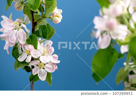 blooming Apple flowers on blue background. Spring timelapse of opening beautiful flowers on branches Apple tree. 107269951