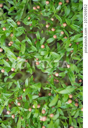 Healthy food concept, boxes with cilantro microgreens, super food. 107269952