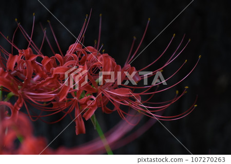 Autumn flowers, red cluster amaryllis 107270263