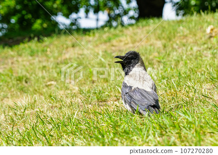 Gray and black hooded crow bird sitting in grass with open beak on green blurred background 107270280