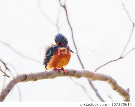Kingfisher peering into the water surface 107270614