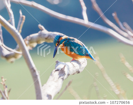 Kingfisher aiming for prey 107270656