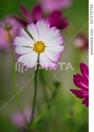 Beautiful scenery of cosmos flowers blooming in a park in early autumn 107270788