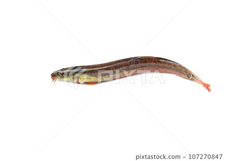 生活在稻田泥濘底部的泥鰍，有時也寫作「madjo」。 107270847