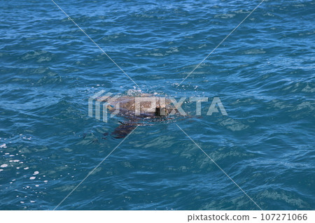 海龜的氣息 107271066