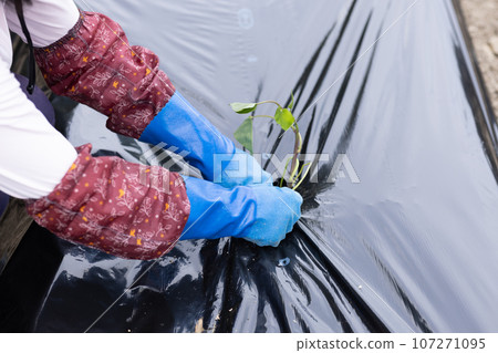 Hands of a woman working in the field 107271095