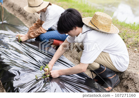 young men and women working in the fields 107271160
