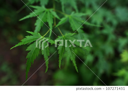 Abstract background with summer leaves. Abstract background with summer leaves. 107271431