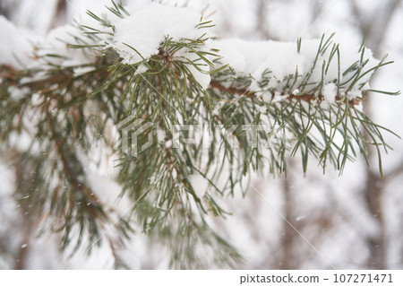 Fir branches covered with white fluffy snow. Fir branches covered with white fluffy snow. 107271471